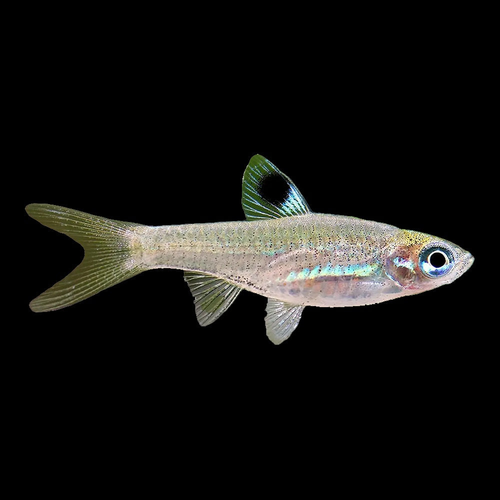 Rasbora Emerald Eye (Brevibora Dorsiocellata)