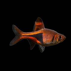 Rasbora Harlequin (Trigonostigma Heteromorpha)