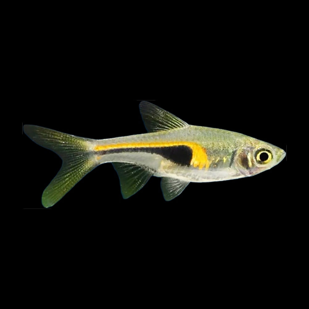 Rasbora Hengeli (Trigonostigma Hengeli)