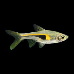 Rasbora Hengeli (Trigonostigma Hengeli)