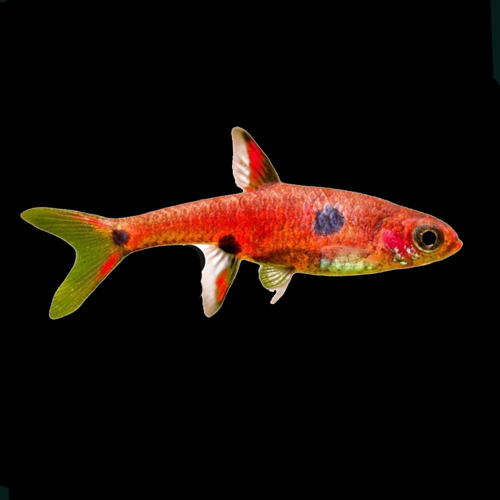 Rasbora Maculata (Boraras Maculatus)