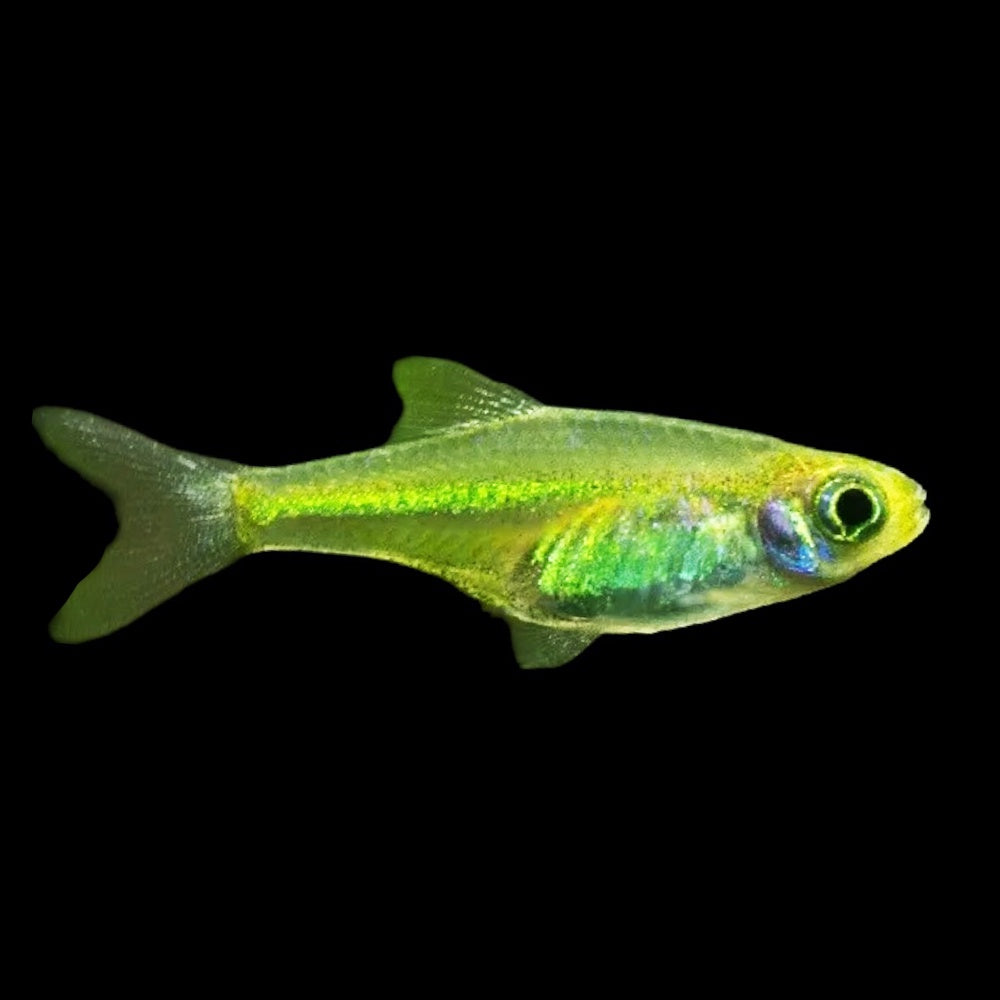 Rasbora Neon Green (Microdevario Kubotai) – Aquaristic Online