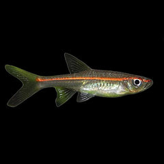 Rasbora Orange Line (Trigonopoma Pauciperforatum)