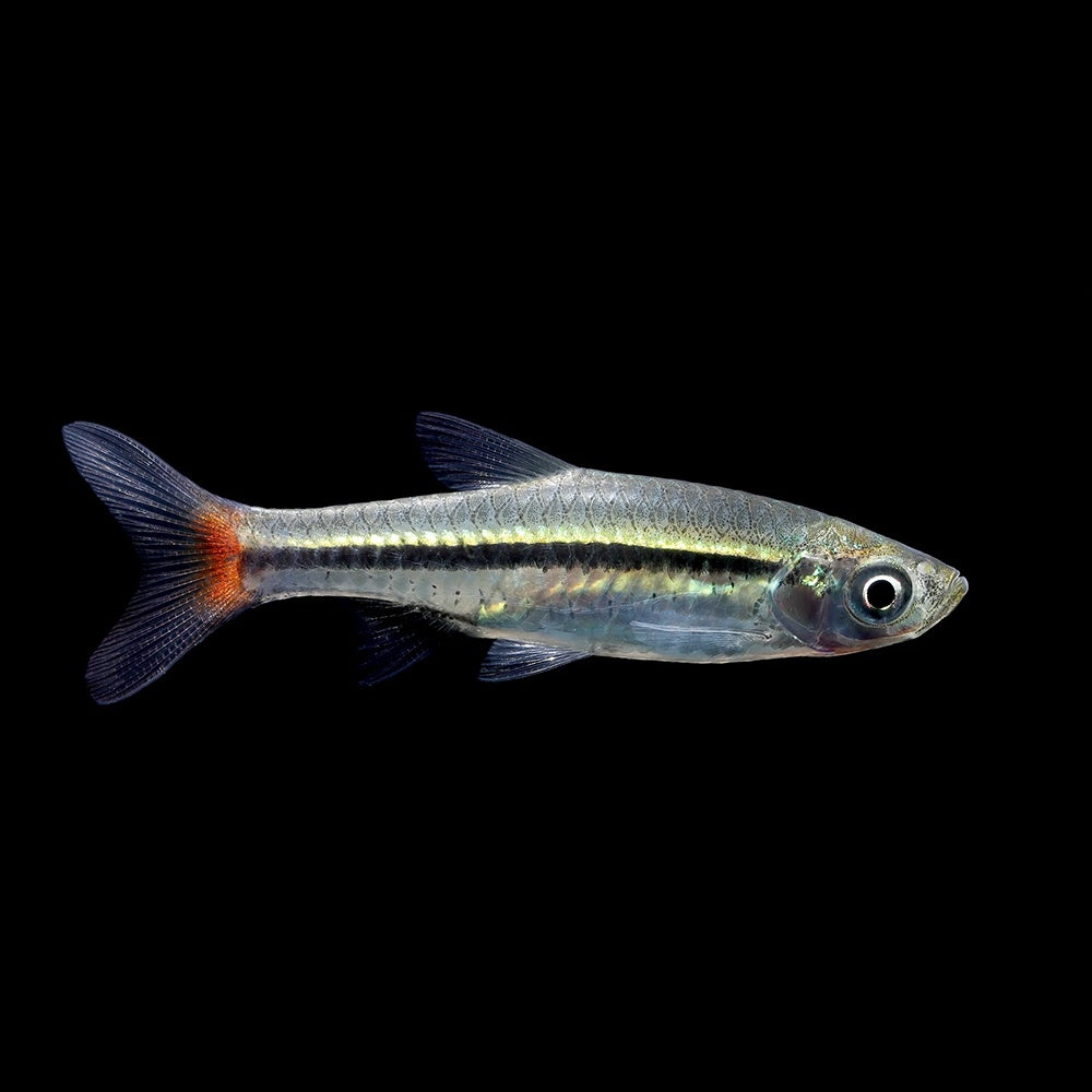 Rasbora Red Tailed (Rasbora Borapetensis) – Aquaristic Online