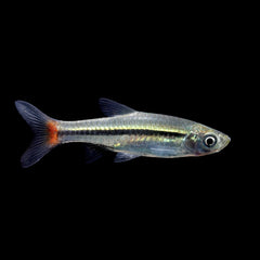 Rasbora Red Tailed (Rasbora Borapetensis)
