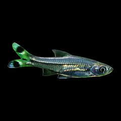 Rasbora Scissortail (Rasbora Trilineata)