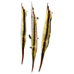 Razor Fish (Aeoliscus Strigatus)