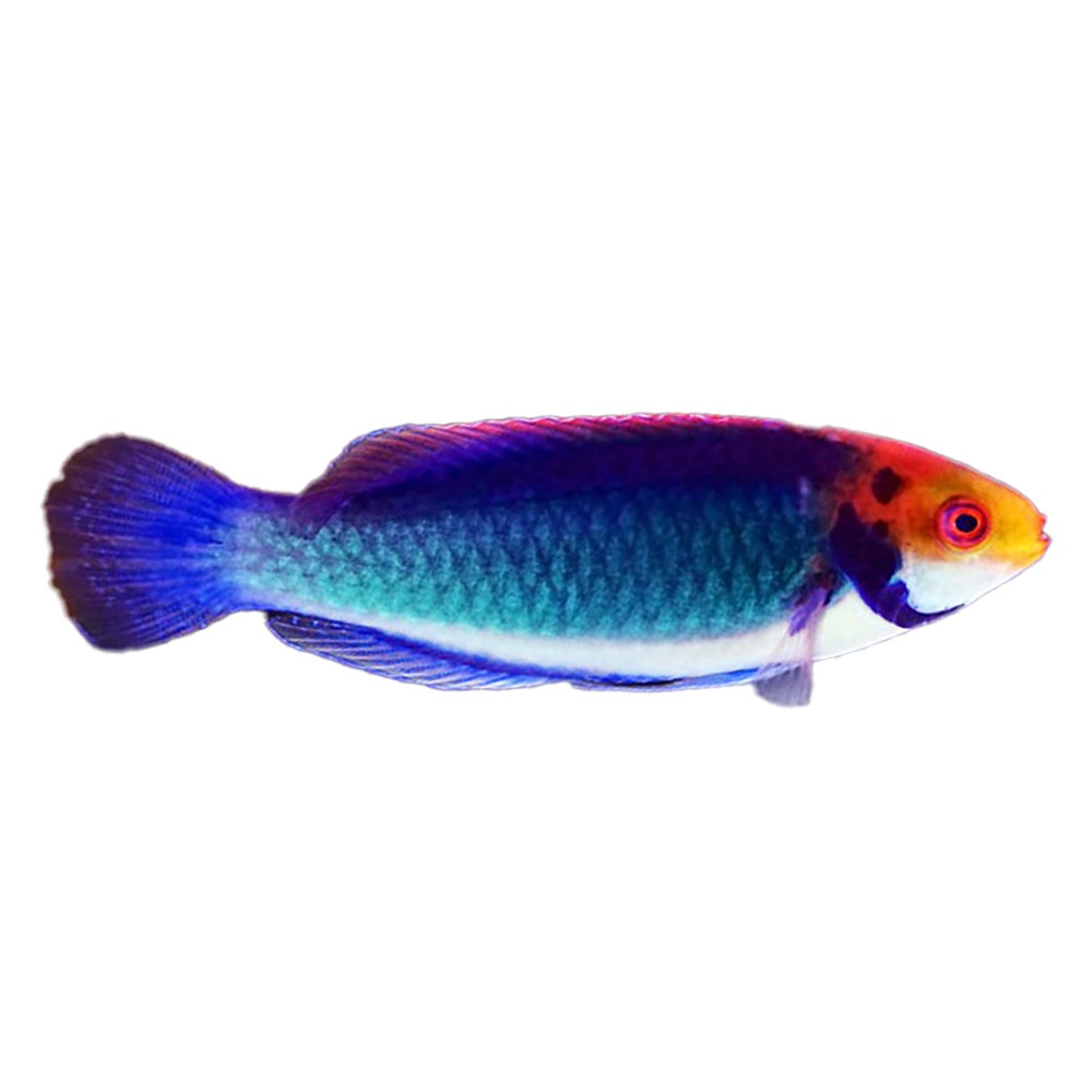 Red Head Solon Fairy Wrasse (Cirrhilabrus Solorensis)