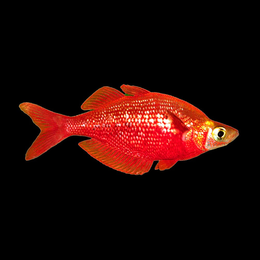 Rainbow Fish Red (Glossolepis Incisus)