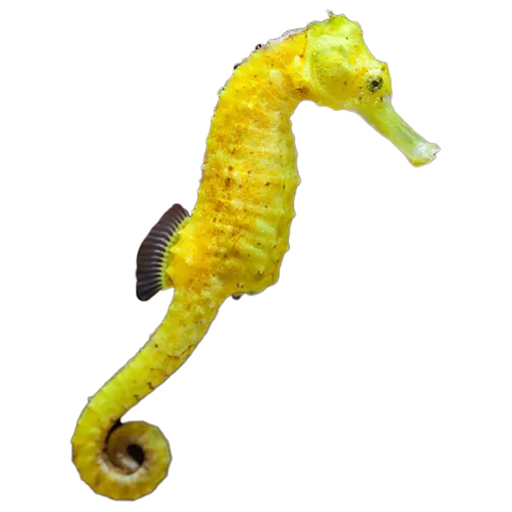 Reidi Seahorse (Hippocampus Reidi)