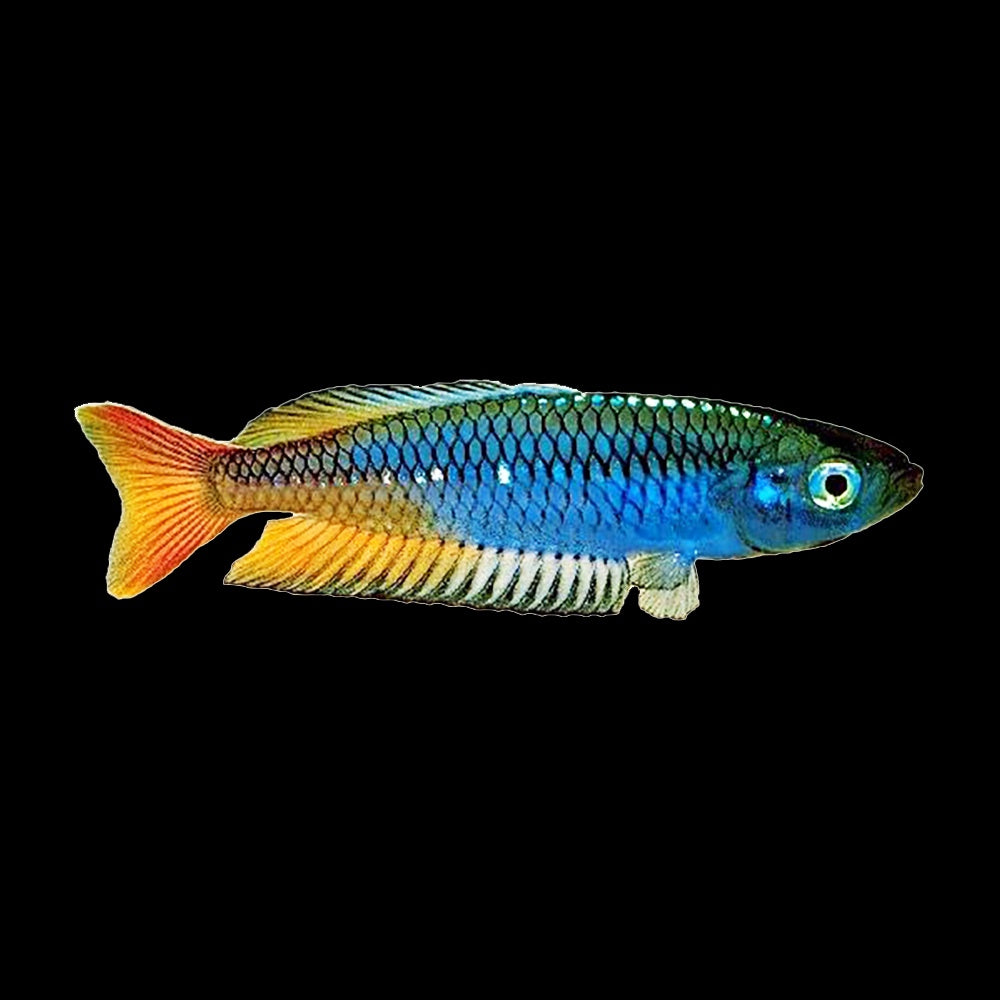 Rainbow Fish Rhad Teewah Creek (Rhadinocentrus Ornatus)