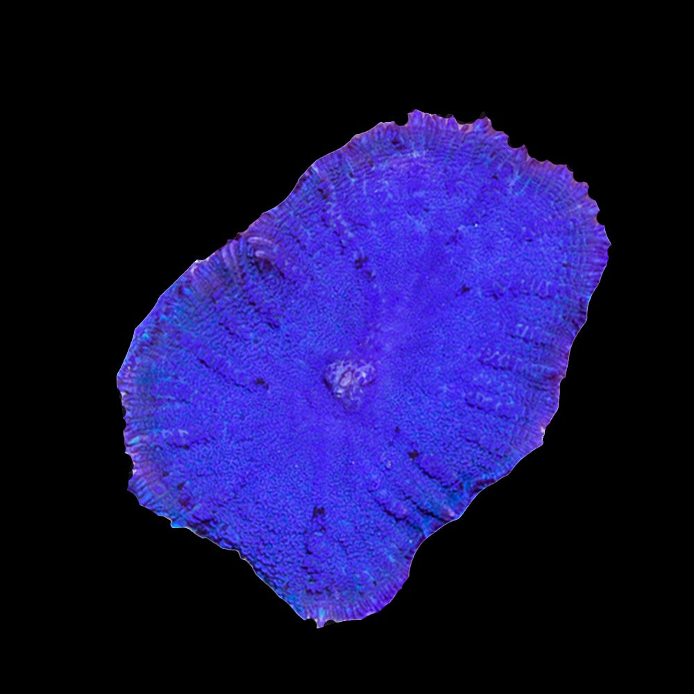 Rhodactis Blue Tonga