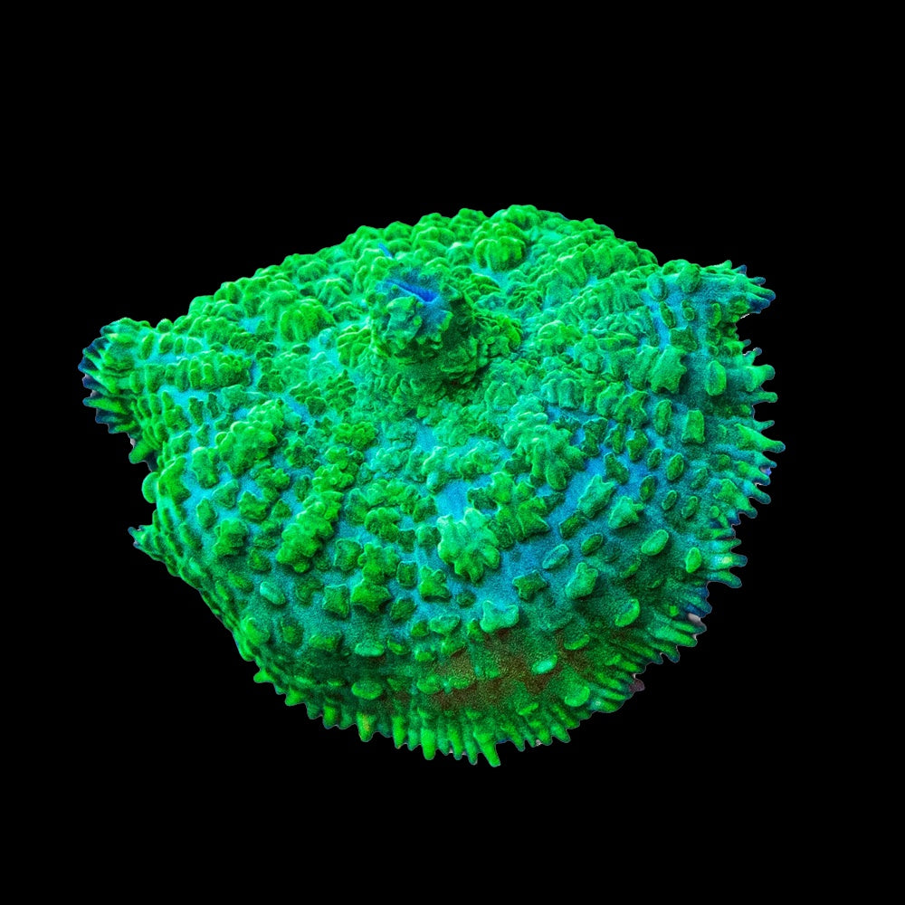 Rhodactis Hulk