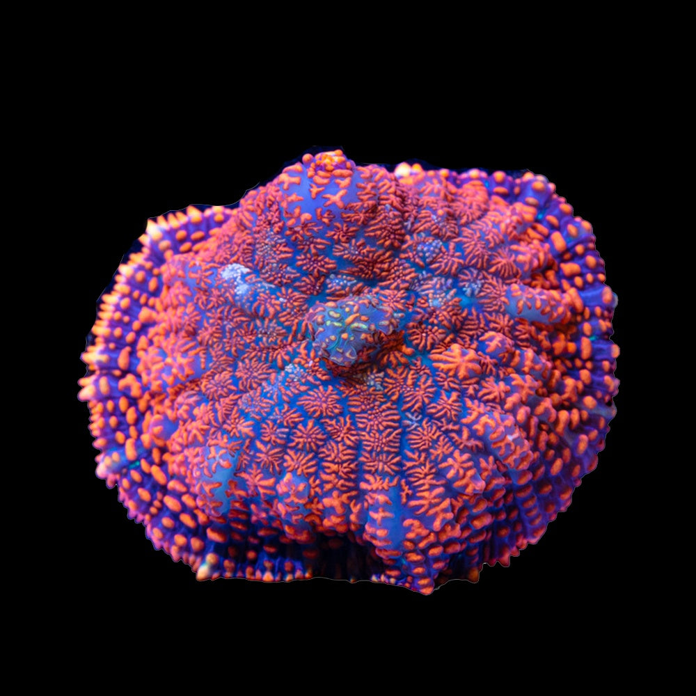 Rhodactis Superman