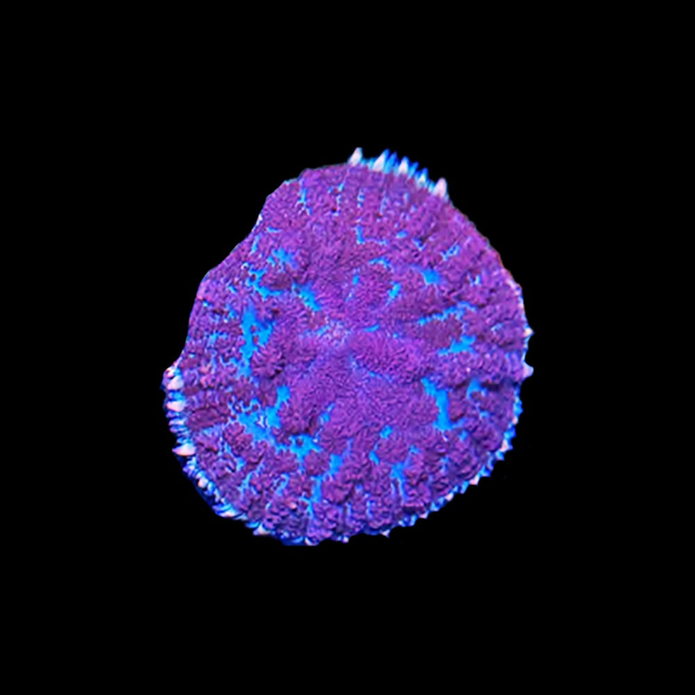 Rhodactis Thanos