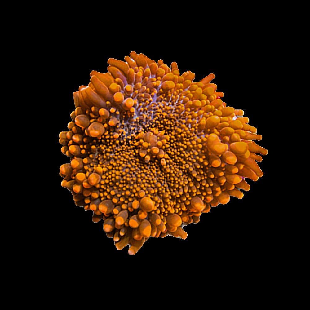 Ricordea Orange