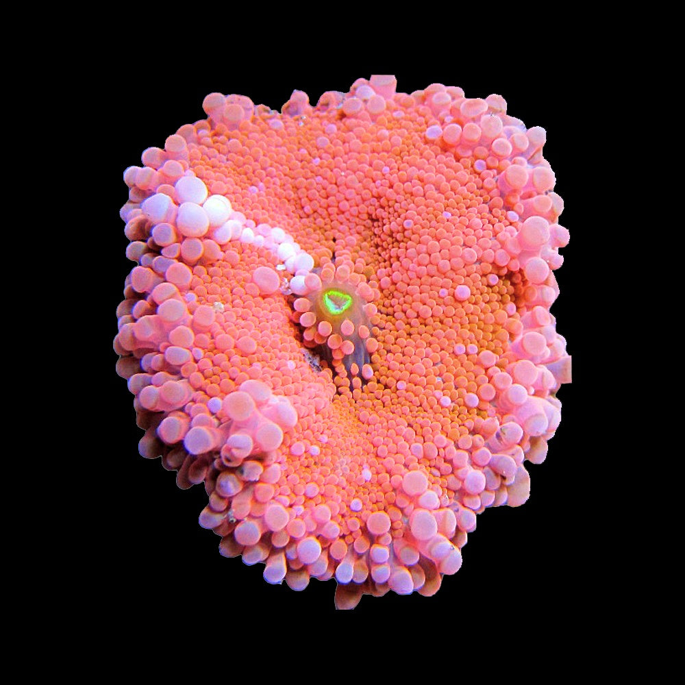 Ricordea Pink