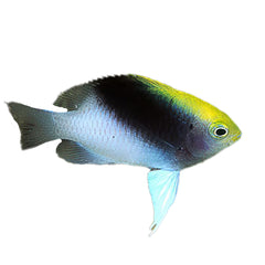 Rolland's Damselfish (Chrysiptera rollandi)