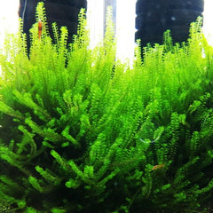 Rose Moss - Jungermannia Sp. Rose