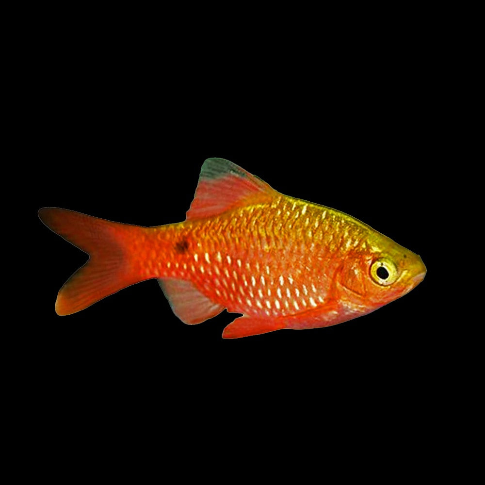 Barb Rosy (Pethia Conchonius)