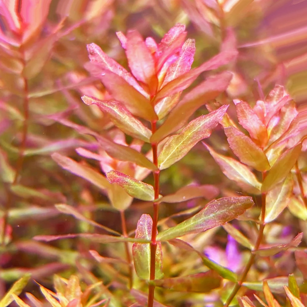 Rotala Macranda Mini Gold