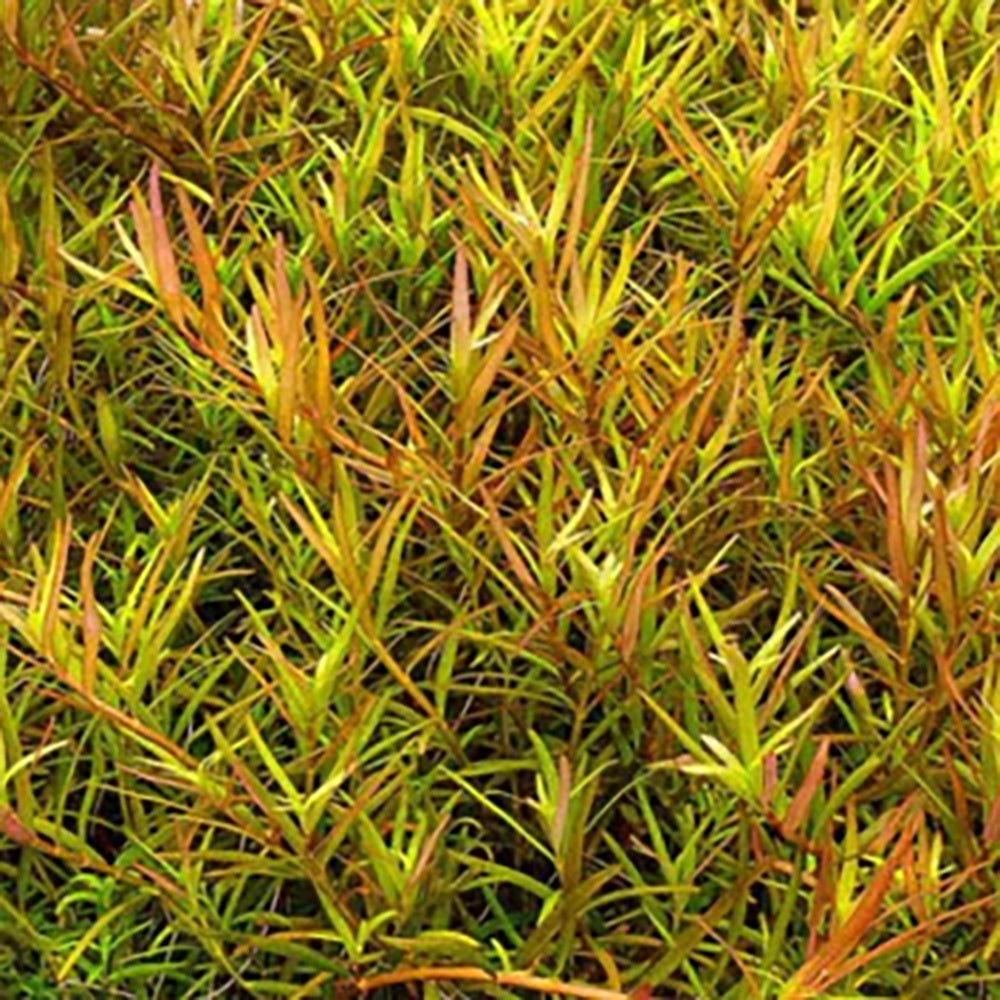 Rotala-Rotundifolia-Laos