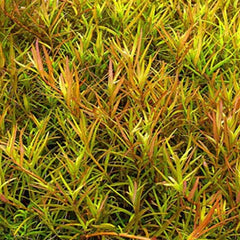 Rotala-Rotundifolia-Laos