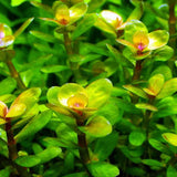 Rotala Indica Bonsai