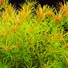 Rotala Nanjenshan