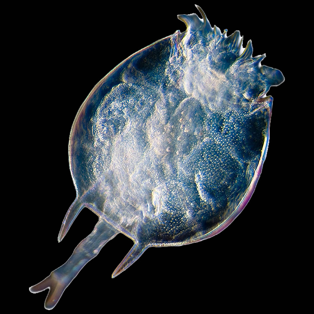 Live Rotifers