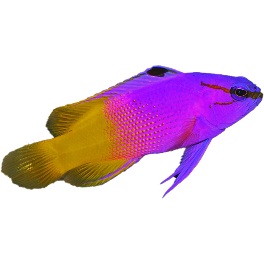 Royal Gramma swimming in reef aquarium