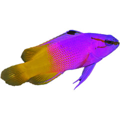 Royal Gramma swimming in reef aquarium