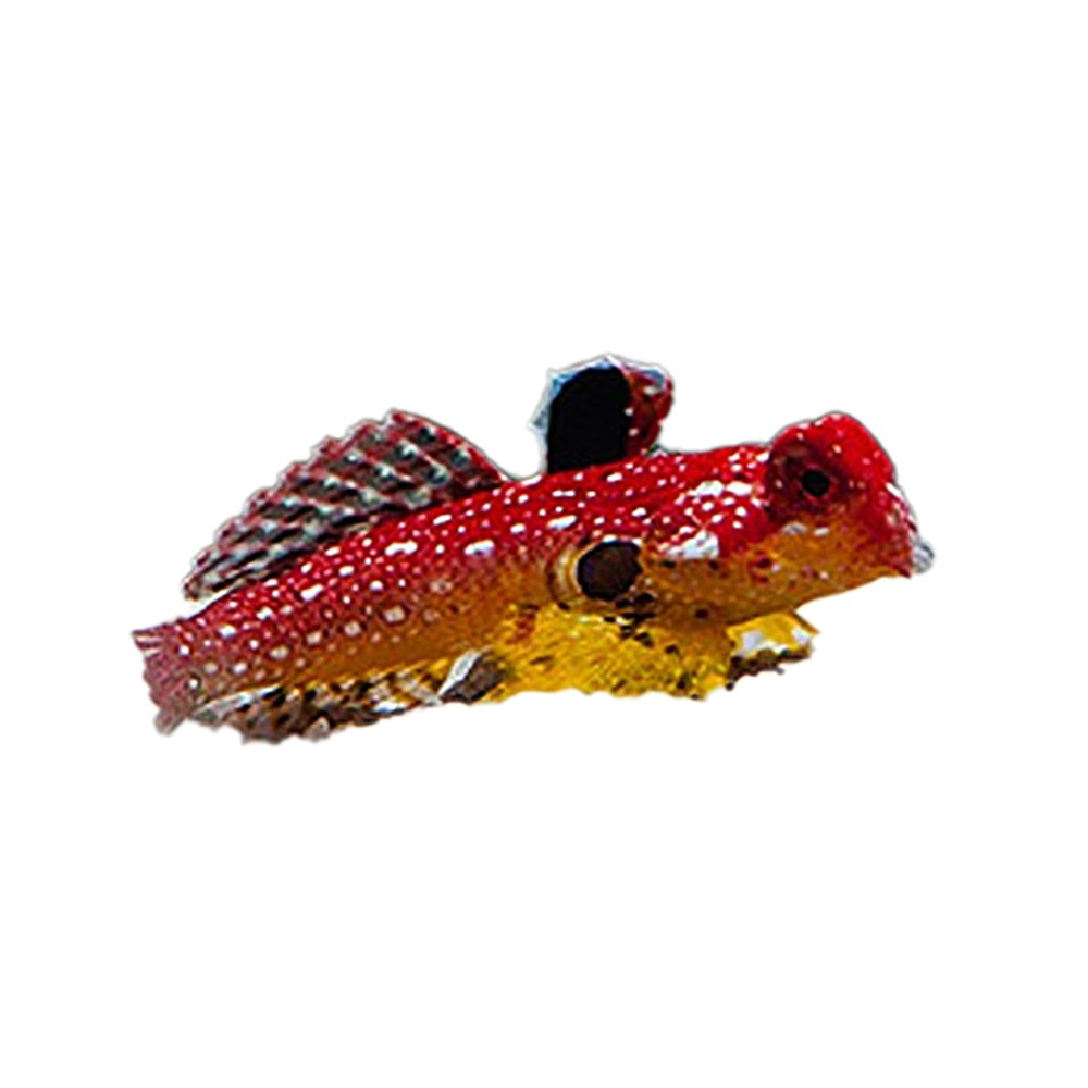 Ruby Red Dragonet Female (Synchiropus Sycorax)