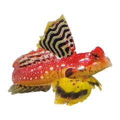 Ruby Red Dragonet Male (Synchiropus Sycorax)