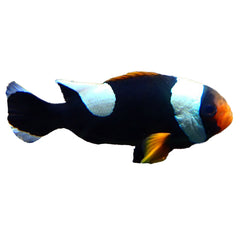 Saddleback Clownfish (Amphiprion Polymnus)