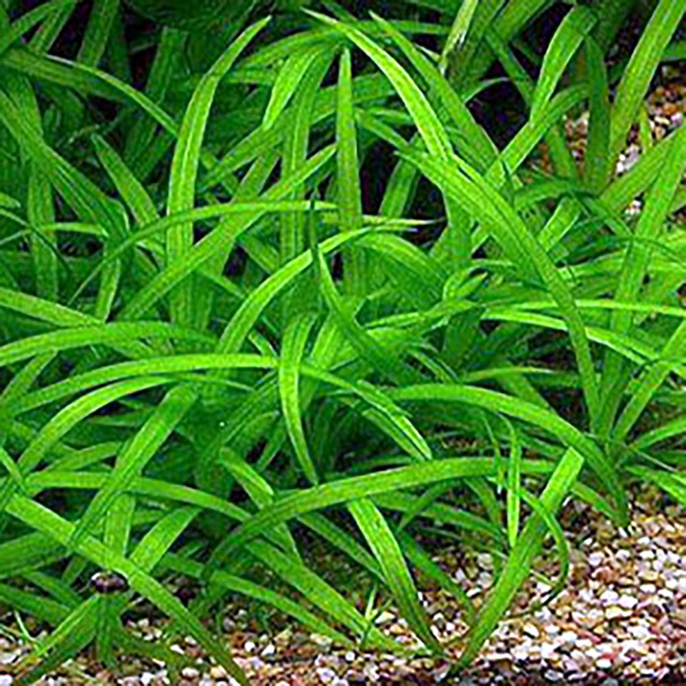 Sagittaria Subulata Dwarf