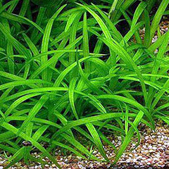 Sagittaria Subulata Dwarf