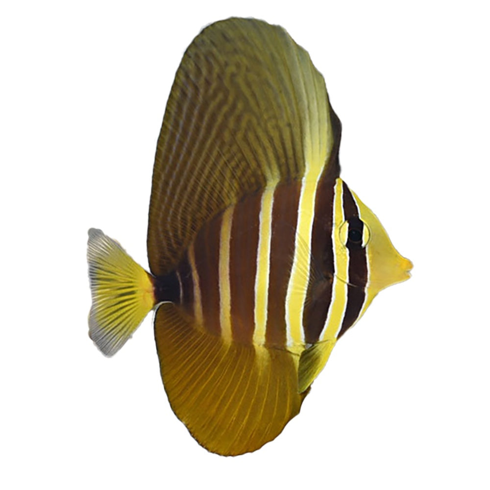 Sailfin Tang (Zebrasoma Veliferum)