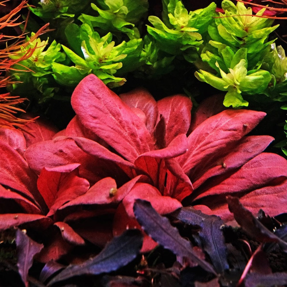 Samolus Parviflorus Red