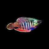 Gourami Samurai (Sphaerichthys Vaillanti)