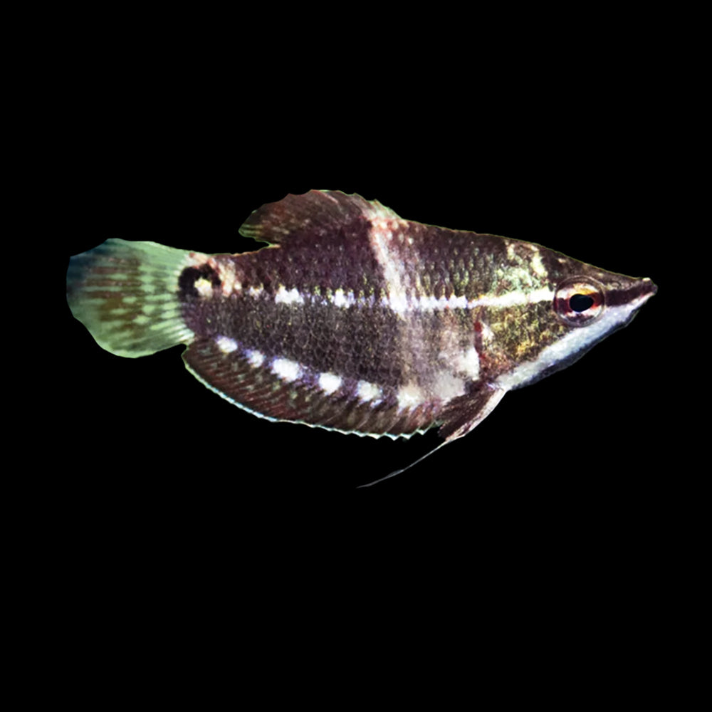 Gourami Samurai (Sphaerichthys Vaillanti)