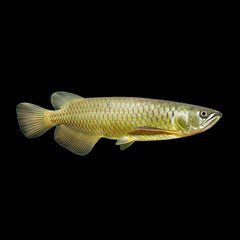 Saratoga Leichartii (Scleropages Leichartii)