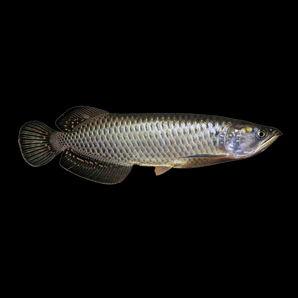 Saratoga Jardini (Scleropages Jardinii)