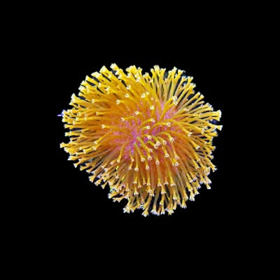 Sacrophyton Toadstool