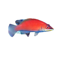 Scarlet Pinstripe Wrasse (Pseudocheilinus Evanidus)