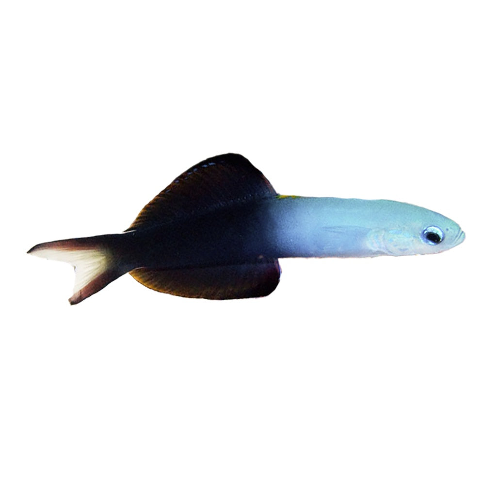 Scissortail Dartfish (Ptereleotris Evides)