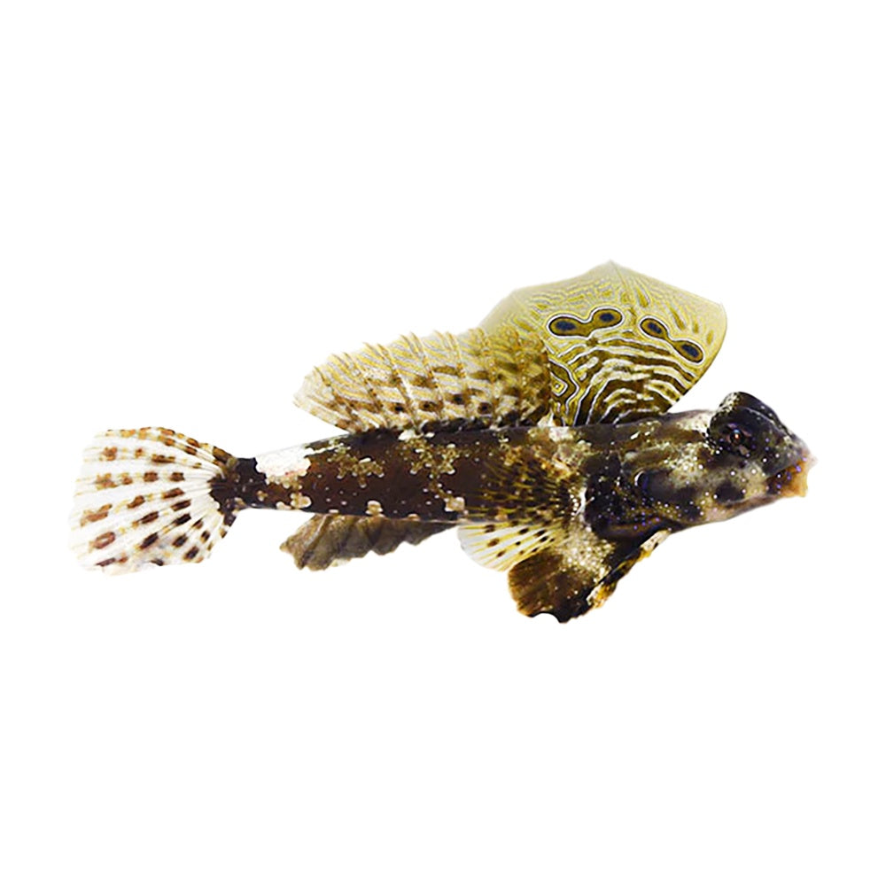 Ocellated Dragonet (Neosynchiropus Ocellatus)