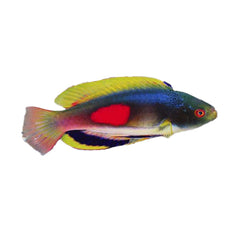 Scott Fairy Wrasse (Cirrhilabrus Scottorum)