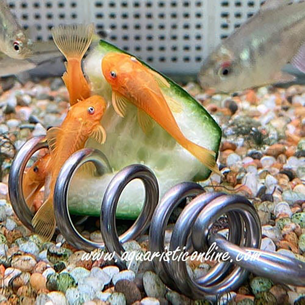Aquarium cucumber feeder screw for plecos