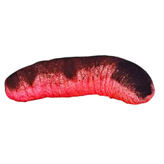 Sea Cucumber Burnt Sausage (Holothuria Edulis)